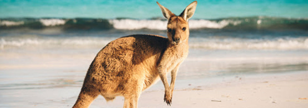 MARSUPIO ISPIRATO DAL MARE