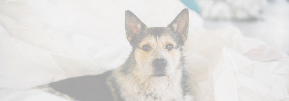 Collezione Pet, cucce ecosostenibili 