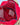 Zefiro rosso
